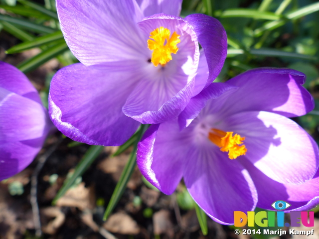 FZ003346 Close up of purple Crocus (Crocus longiflorus)